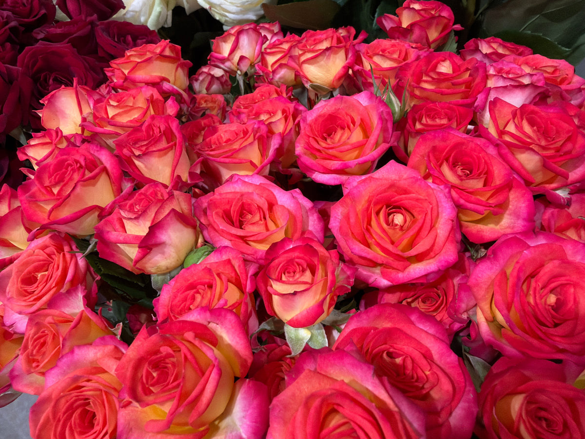 Rose bushes | Rosa rugosa | + variants |