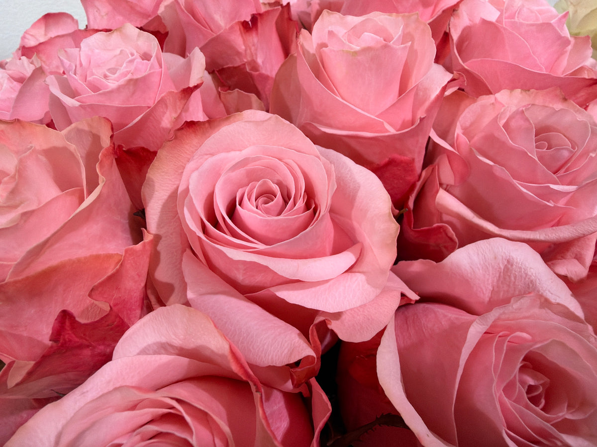 Roses | Rosa | + variants |