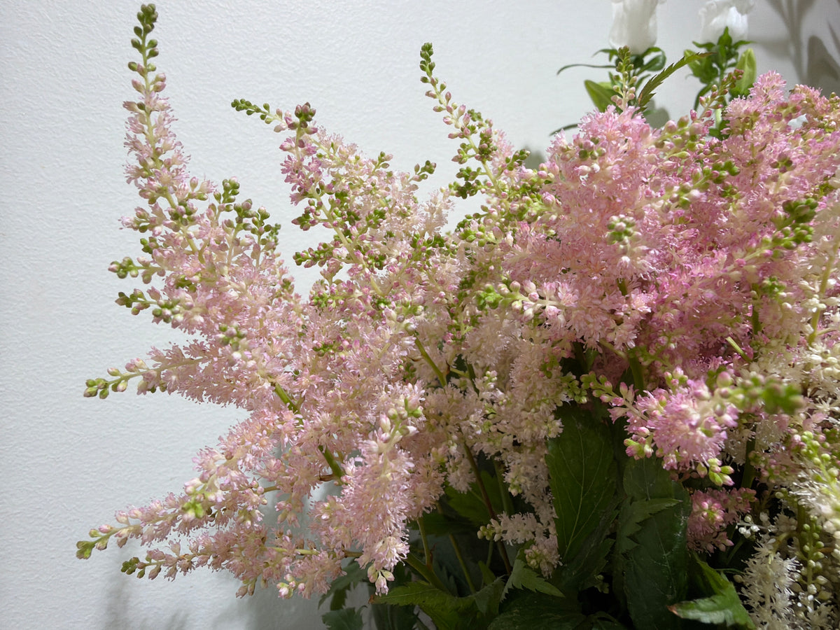 Astilbe | Astilbe |