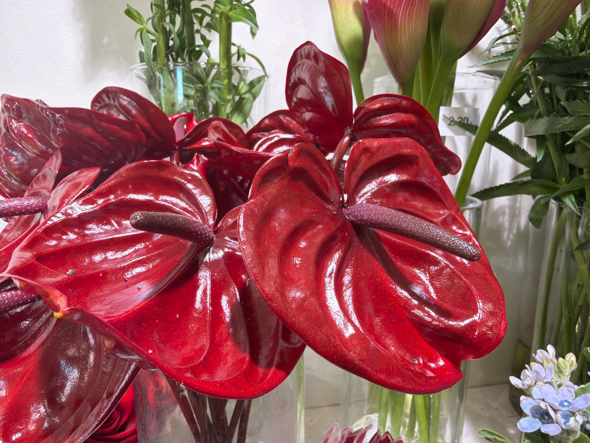 Anturias Anthurium |