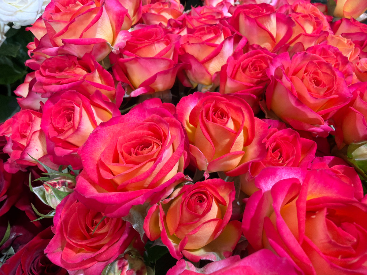 Rose bushes | Rosa rugosa | + variants |