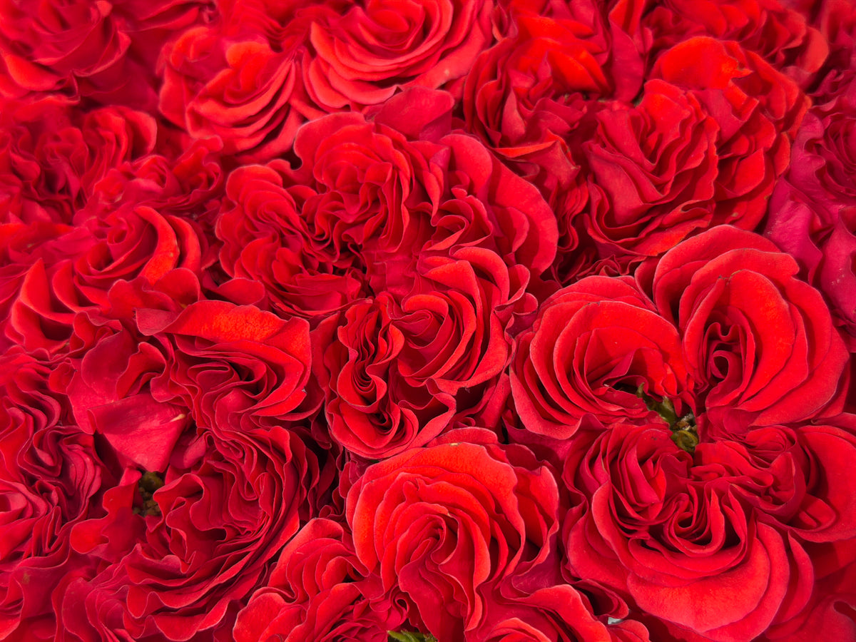 Roses | Rosa | + variants |