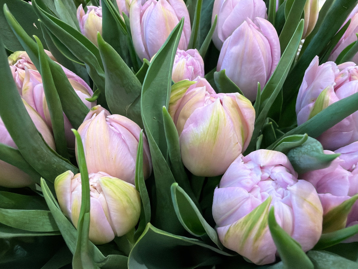 Tulips | Tulipa |