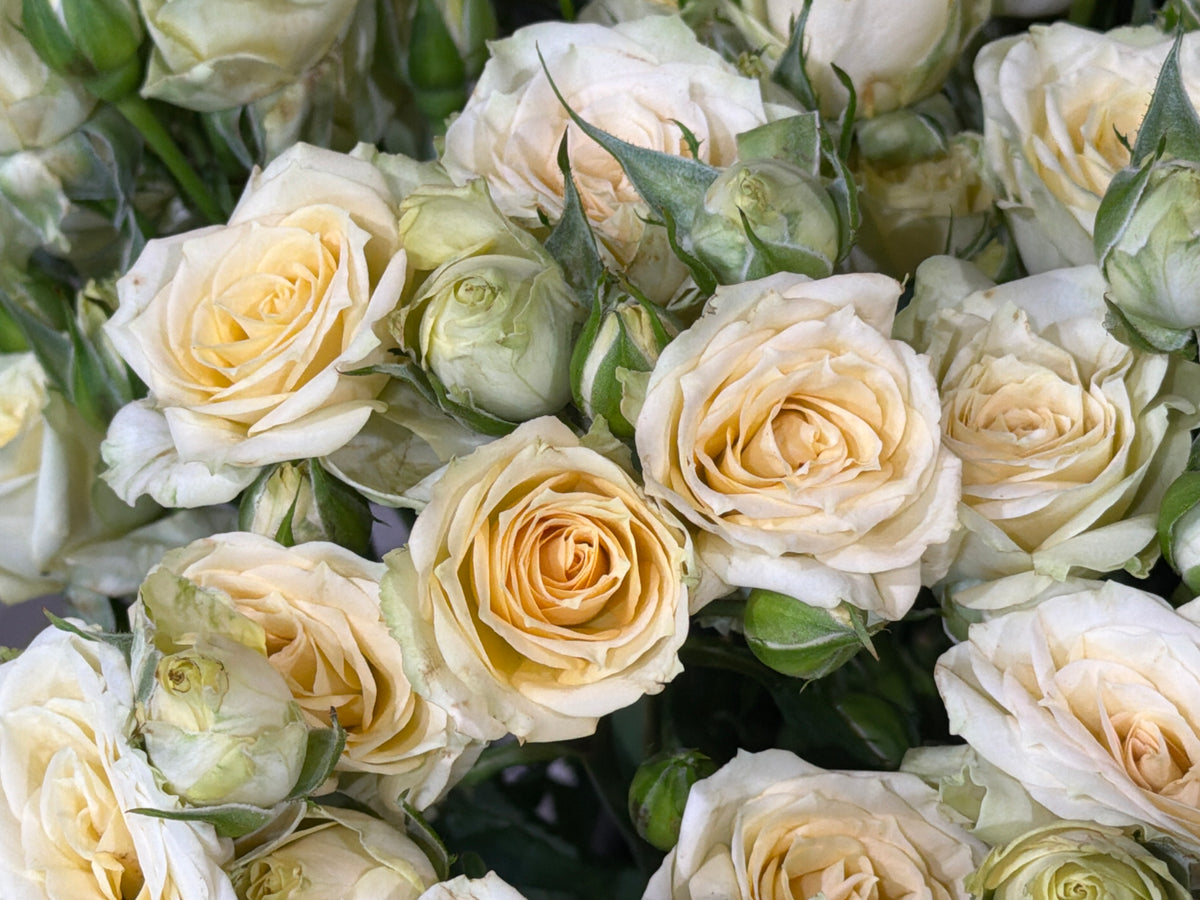 Rose bushes | Rosa rugosa | + variants |