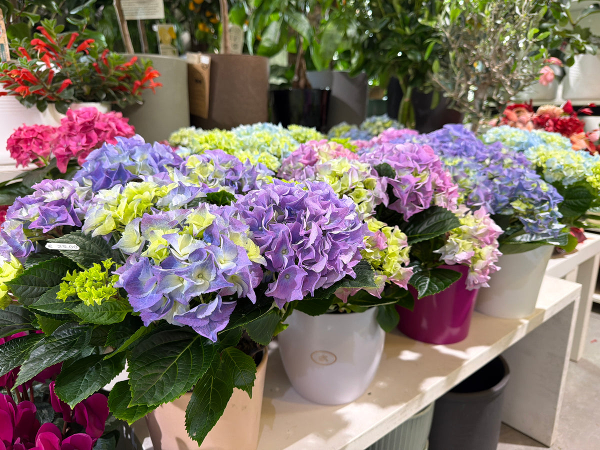 Hortenzija | Hydrangea |