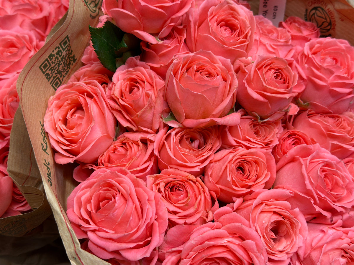 Rose bushes | Rosa rugosa | + variants |