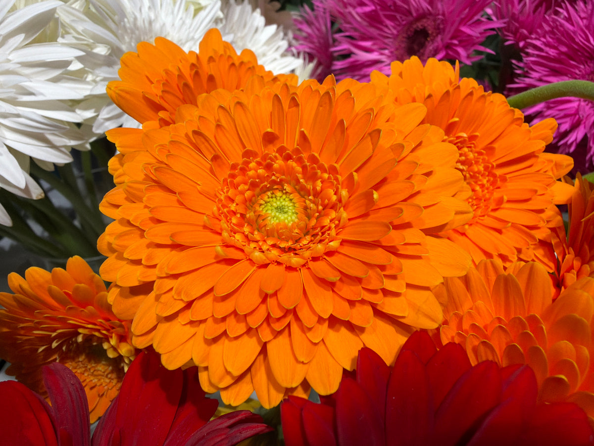 Mini gerberas | Germini |