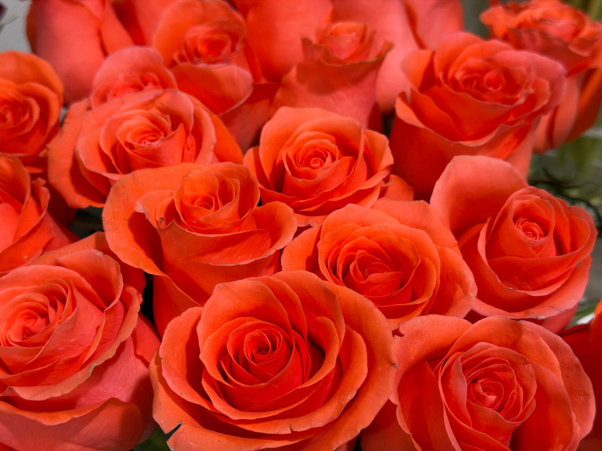 Roses | Rosa | + variants |