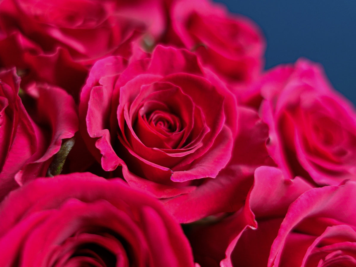 Rozes | Rosa | + varianti |