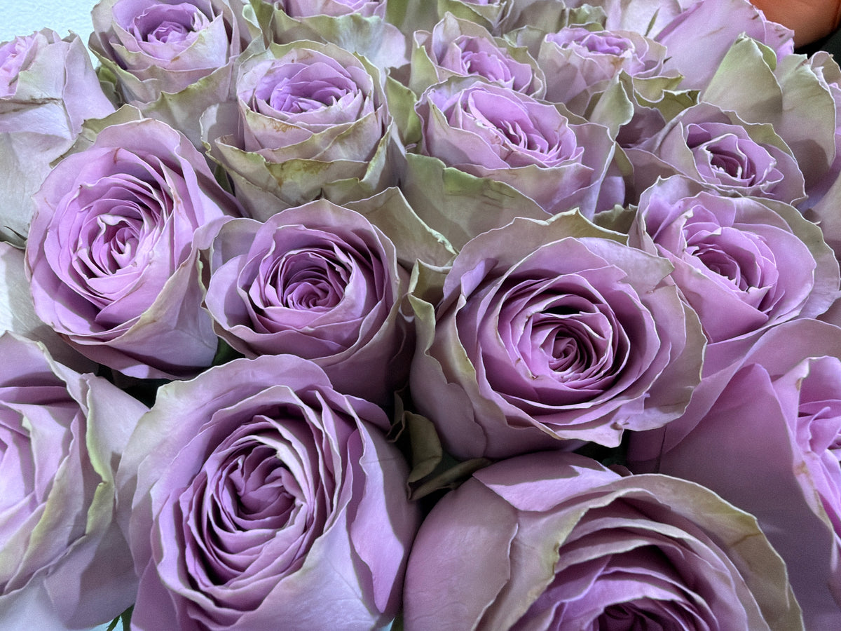 Roses | Rosa | + variants |