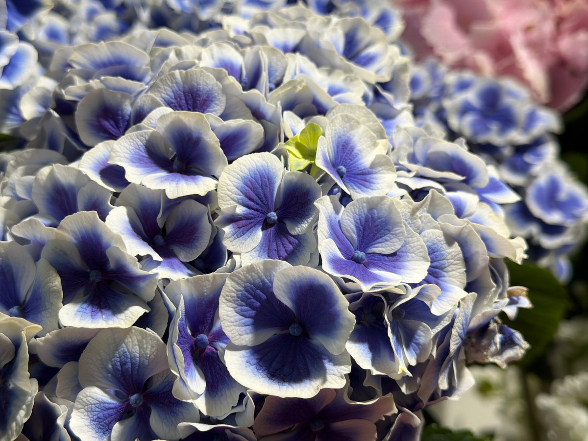 Hortenzijas | Hydrangea |