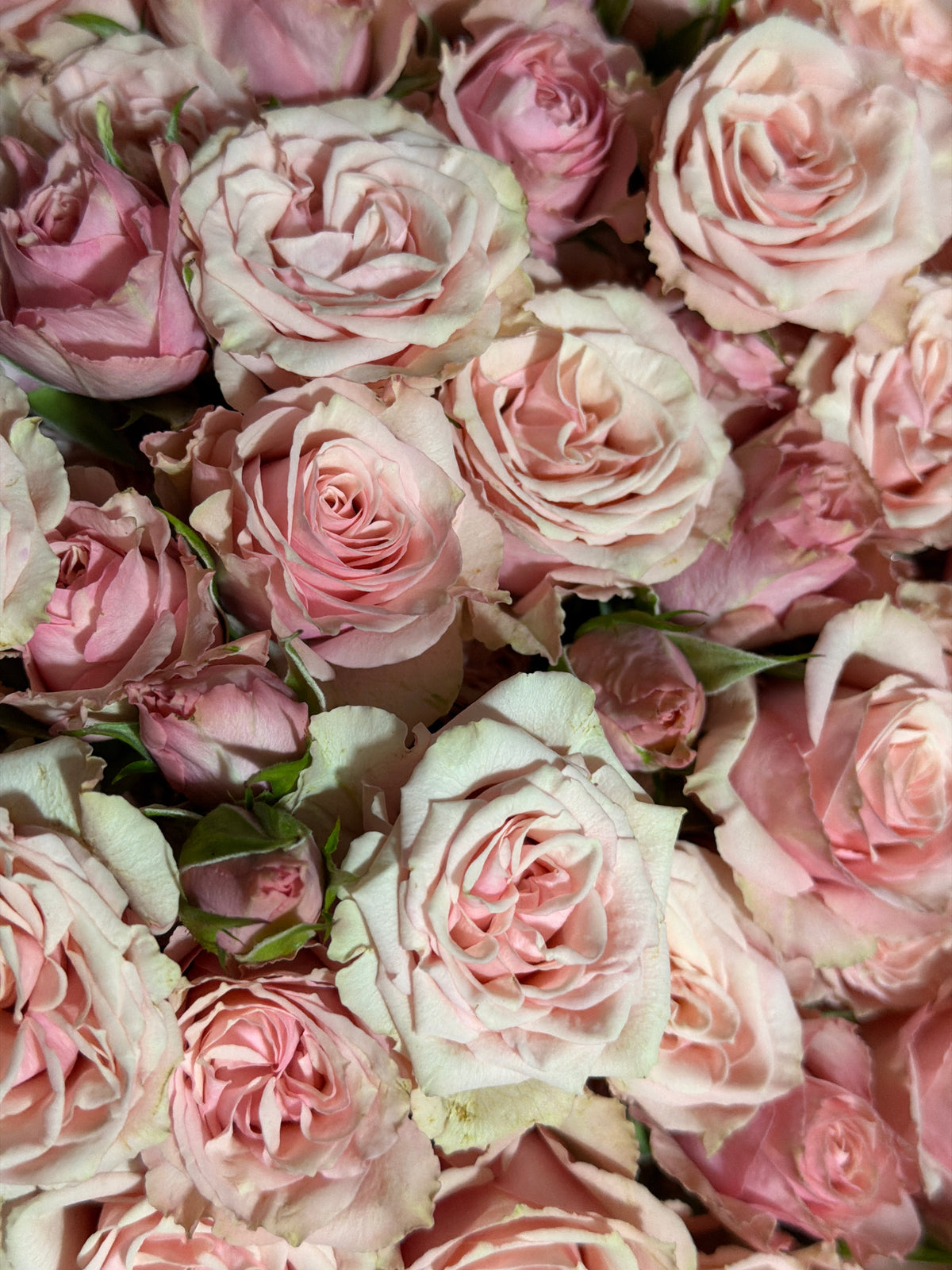 Rose bushes | Rosa rugosa | + variants |