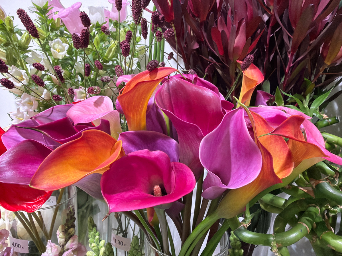 Kallas | Zantedeschia |