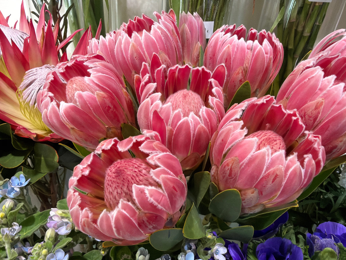 Protejas | Protea |