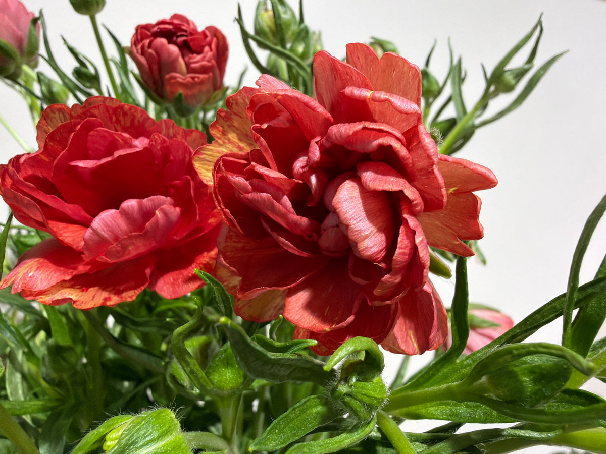 Āzijas gundegas | Ranunculus asiaticus |