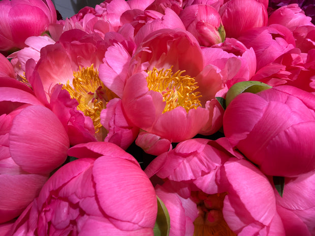 Peonija | Paeonia |