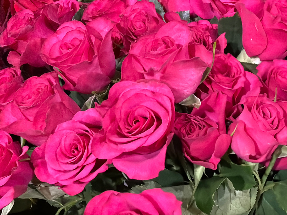 Rose bushes | Rosa rugosa | + variants |