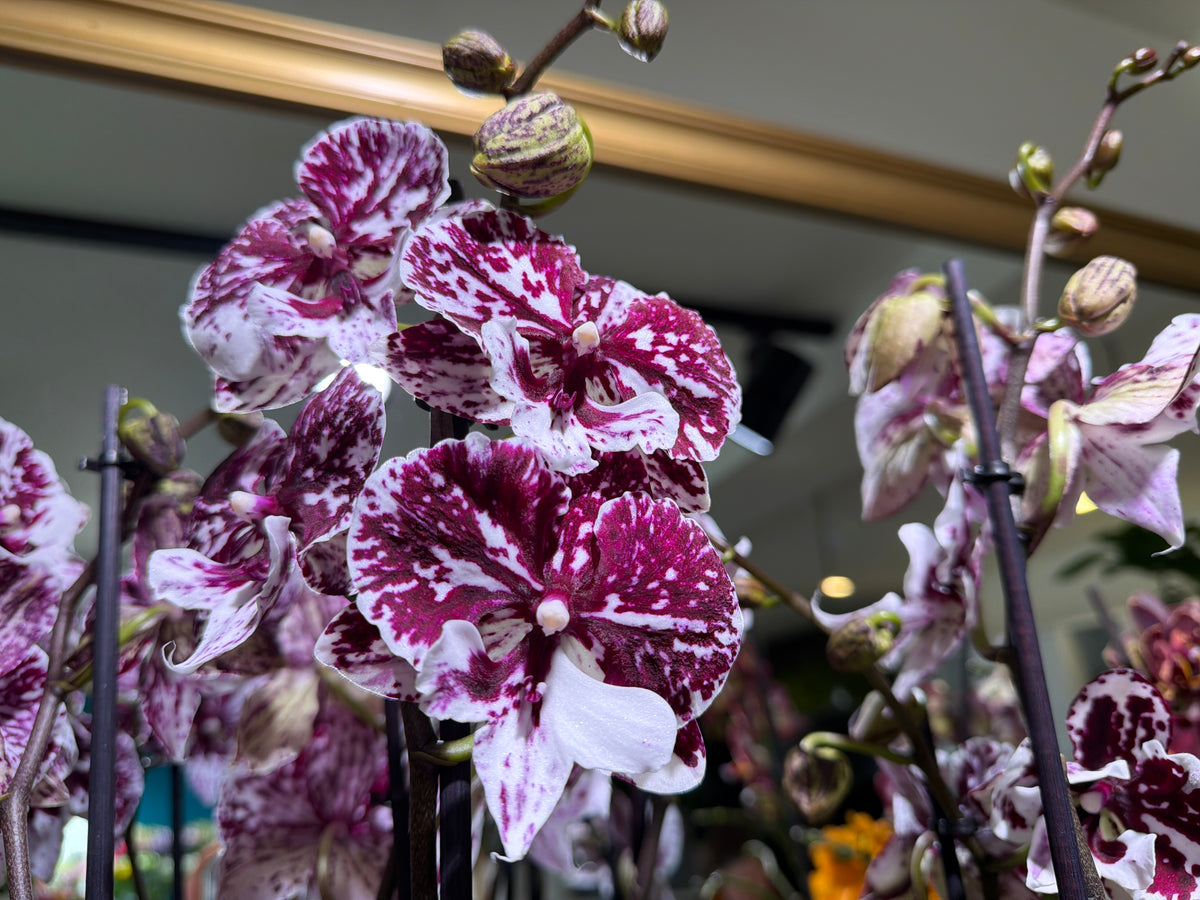 Orchids Phalaenopsis