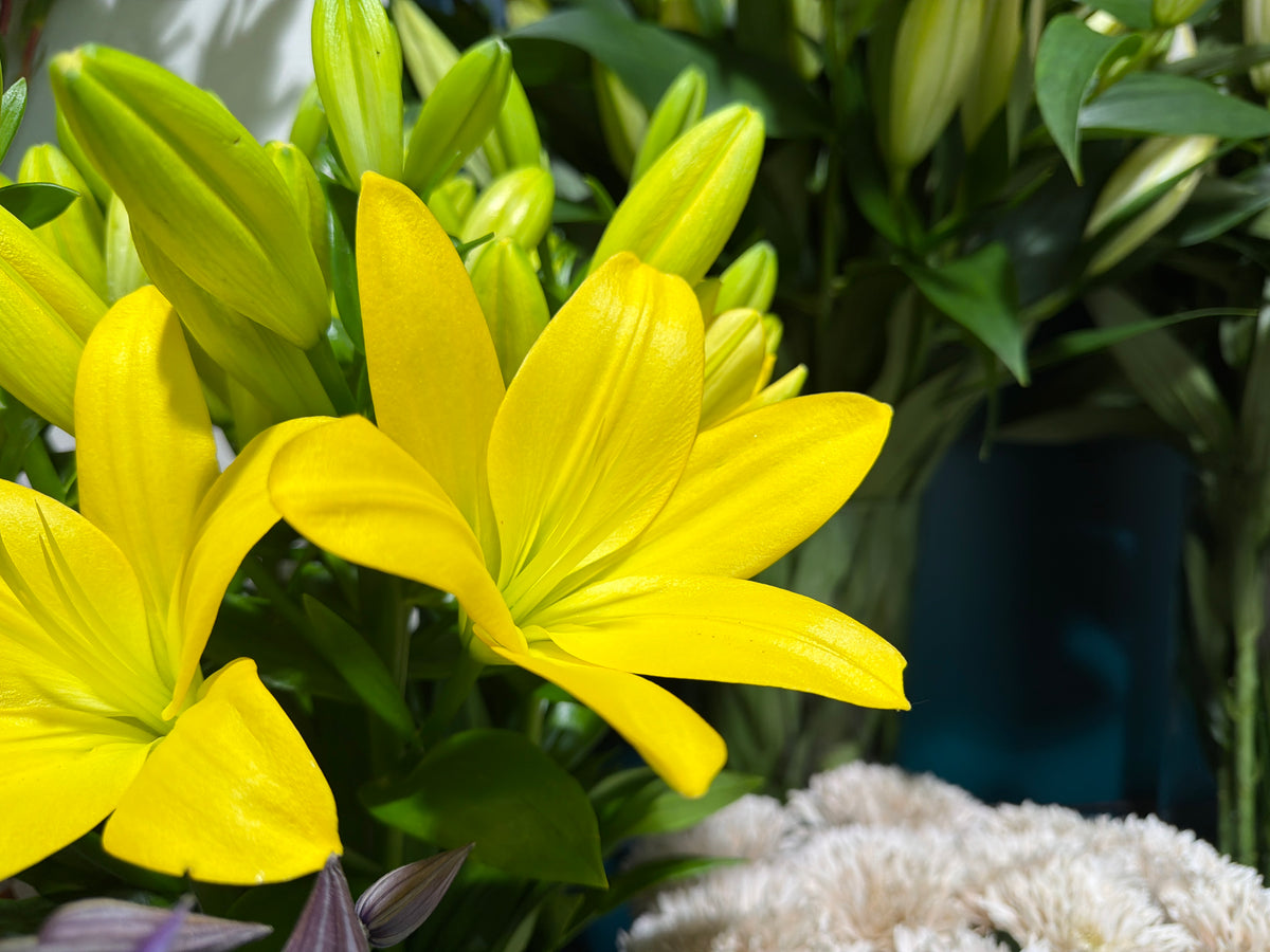 Āzijas lilijas | Lilium asiaticum |
