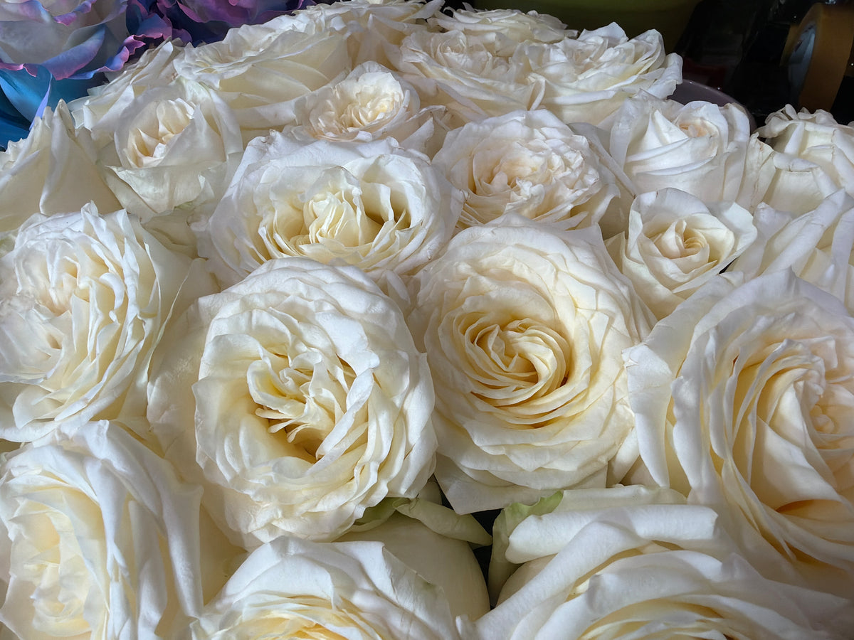 Roses | Rosa | + variants |