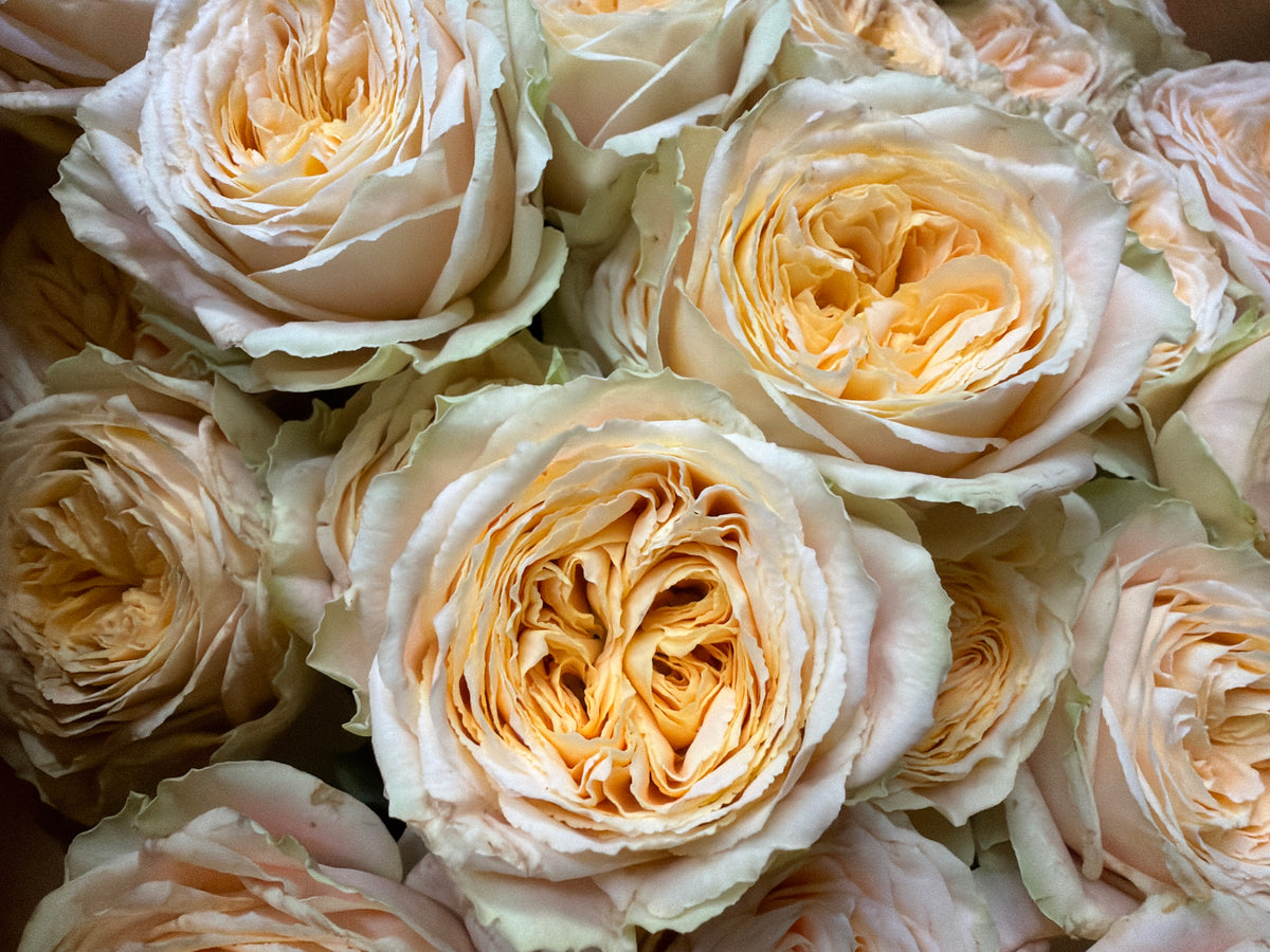 Rose bushes | Rosa rugosa | + variants |