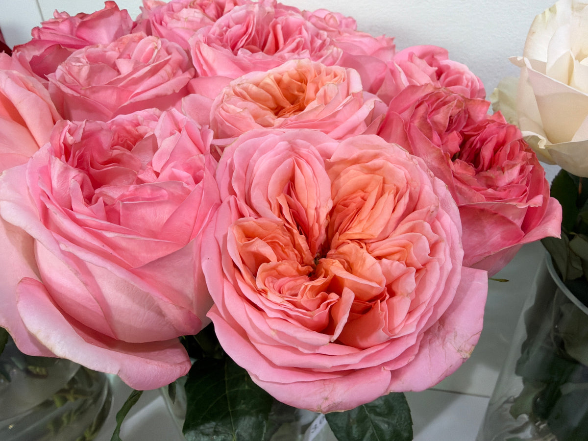 Roses | Rosa | + variants |