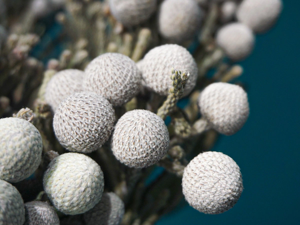 Brunia | Brunia laevis |