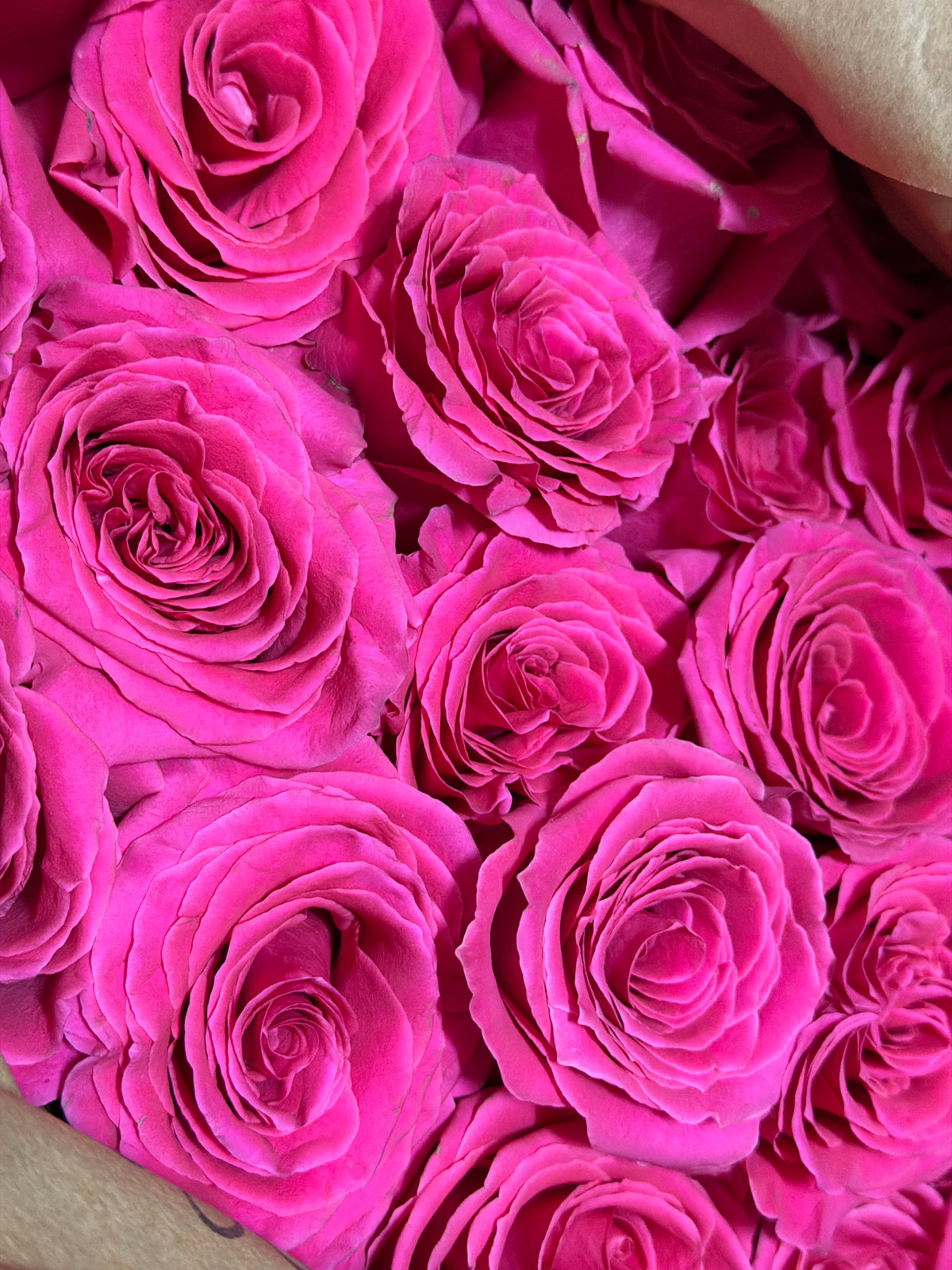Roses | Rosa | + variants |