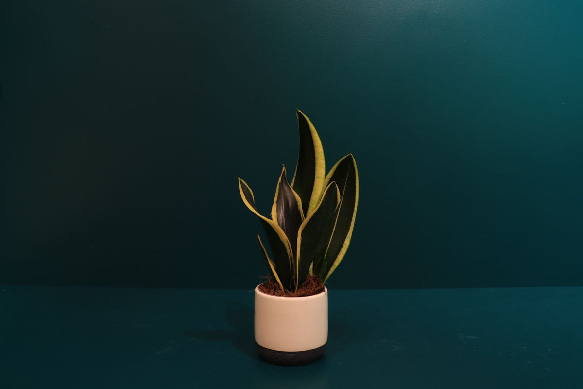 Spearbox | Sansevieria |
