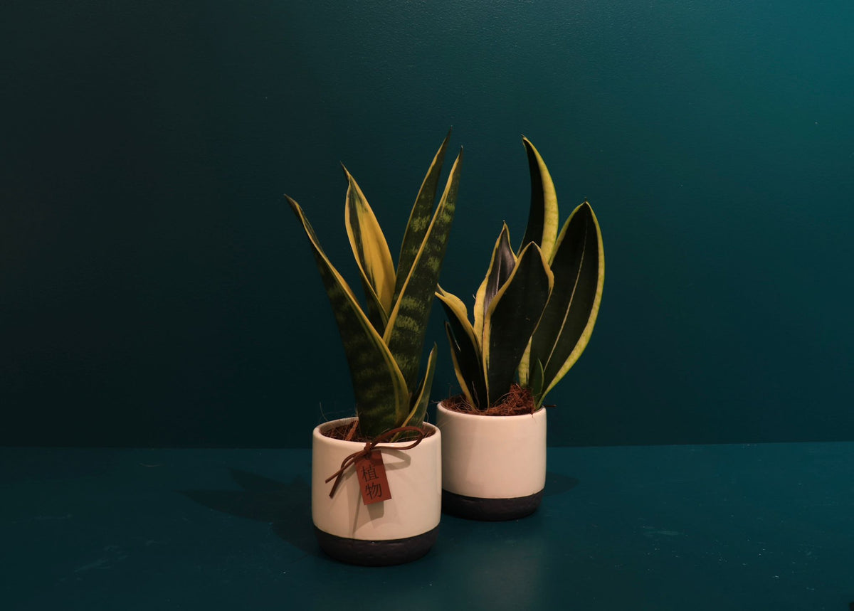 Spearbox | Sansevieria |