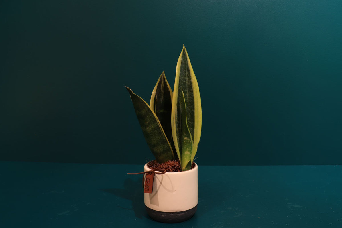 Spearbox | Sansevieria |