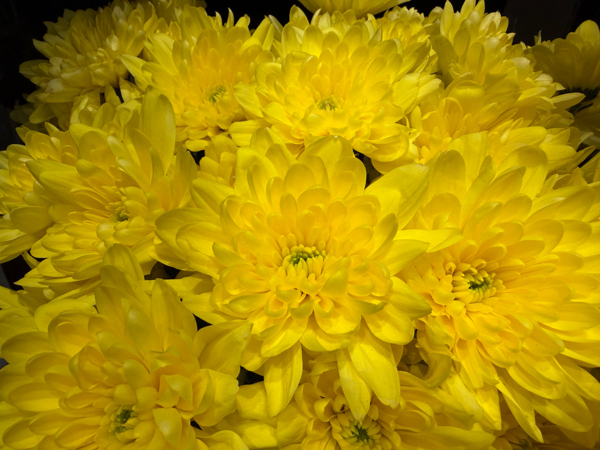 Krizantēmas | Chrysanthemum |