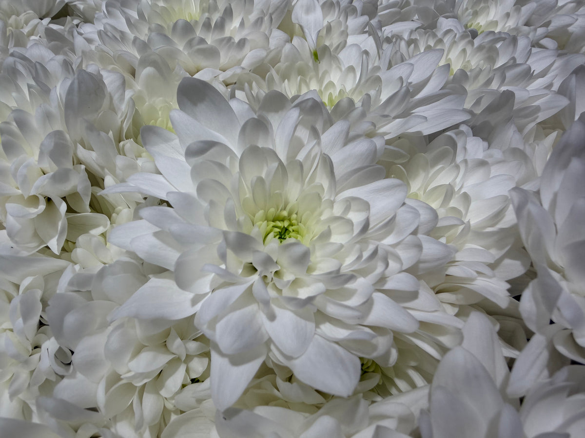 Krizantēmas | Chrysanthemum |