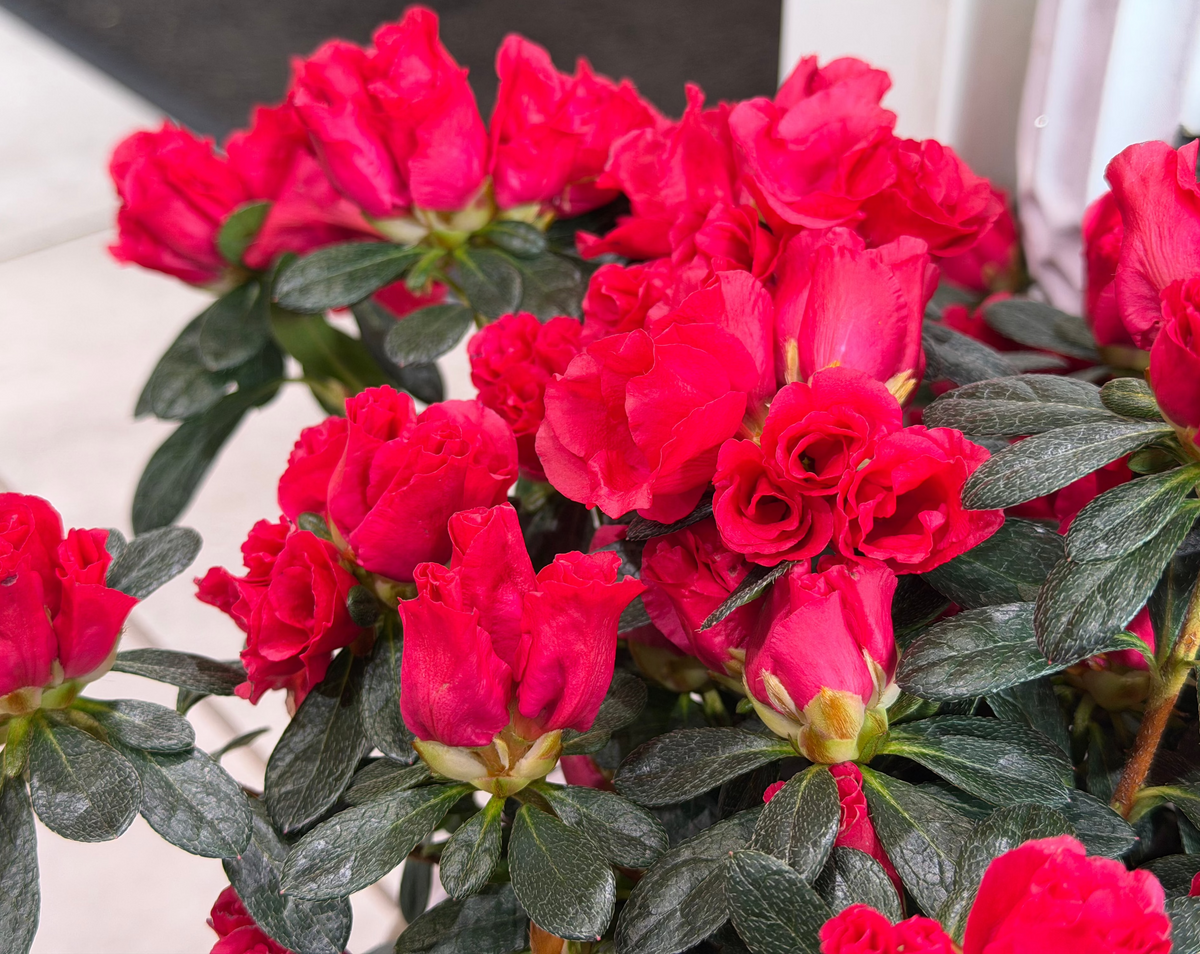 Acālija | Rhododendron simsii |