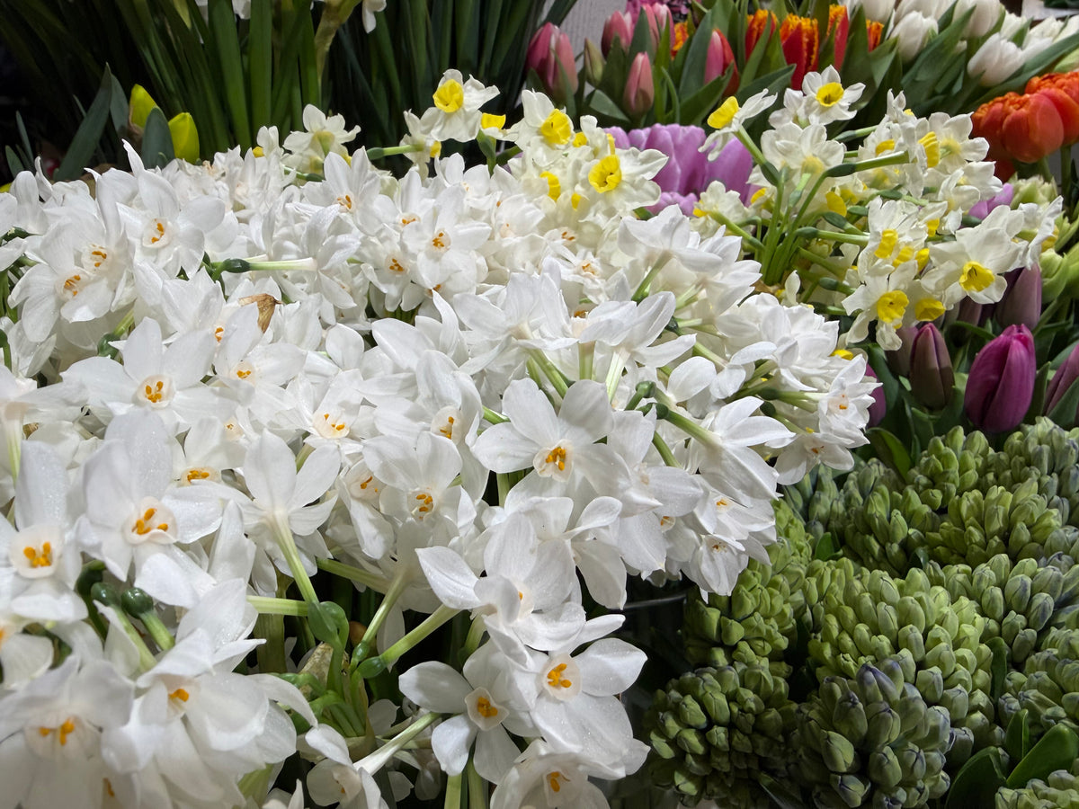 Daffodils | Narcissus |