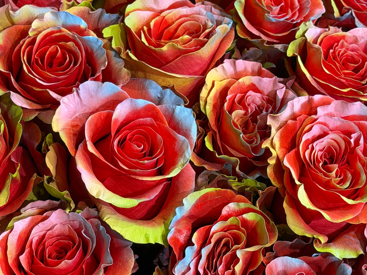Krāsotās Rozes | Rosa Hybrida | + varianti |