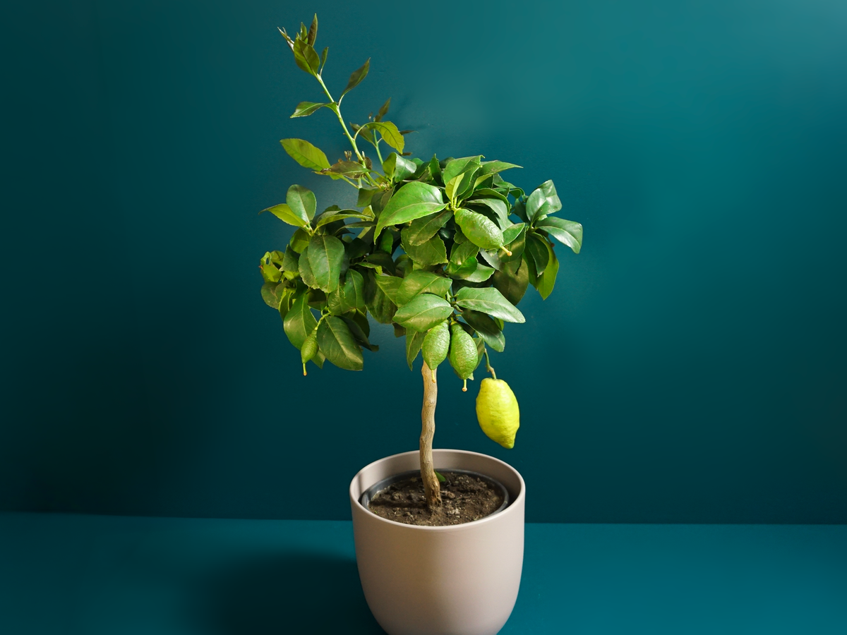Citronkoks | Citrus limon |