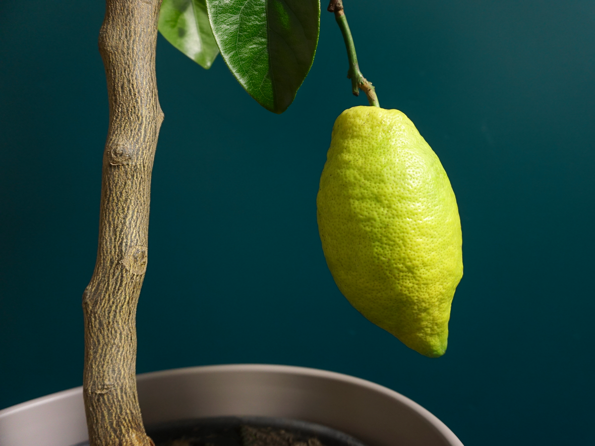 Citronkoks | Citrus limon |