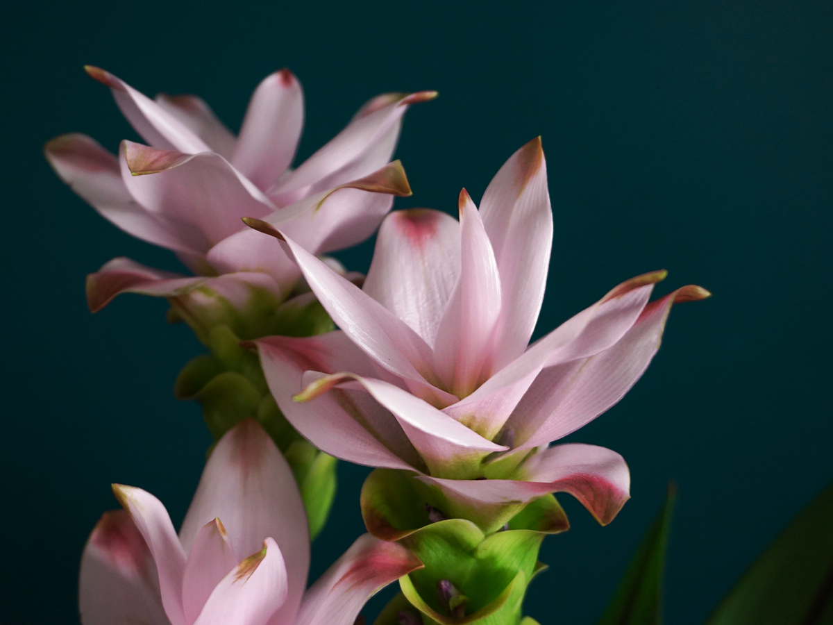 Turmeric | Curcuma |