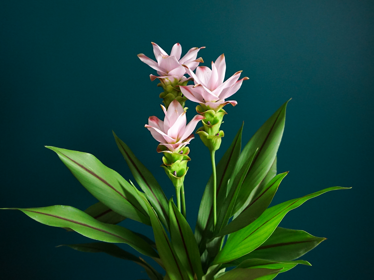 Turmeric | Curcuma |
