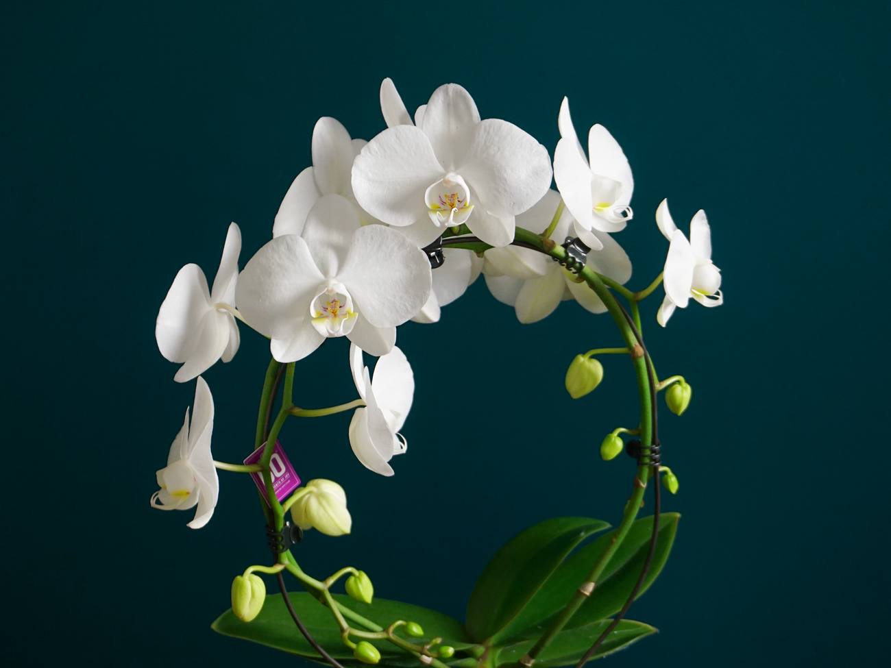 Orhideja | Phalaenopsis |