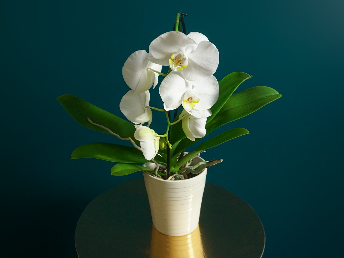 Orhideja | Phalaenopsis |