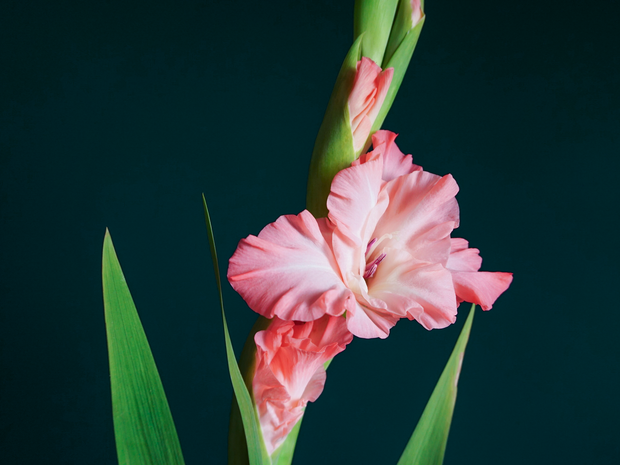 Gladiolas | Gladiolus |