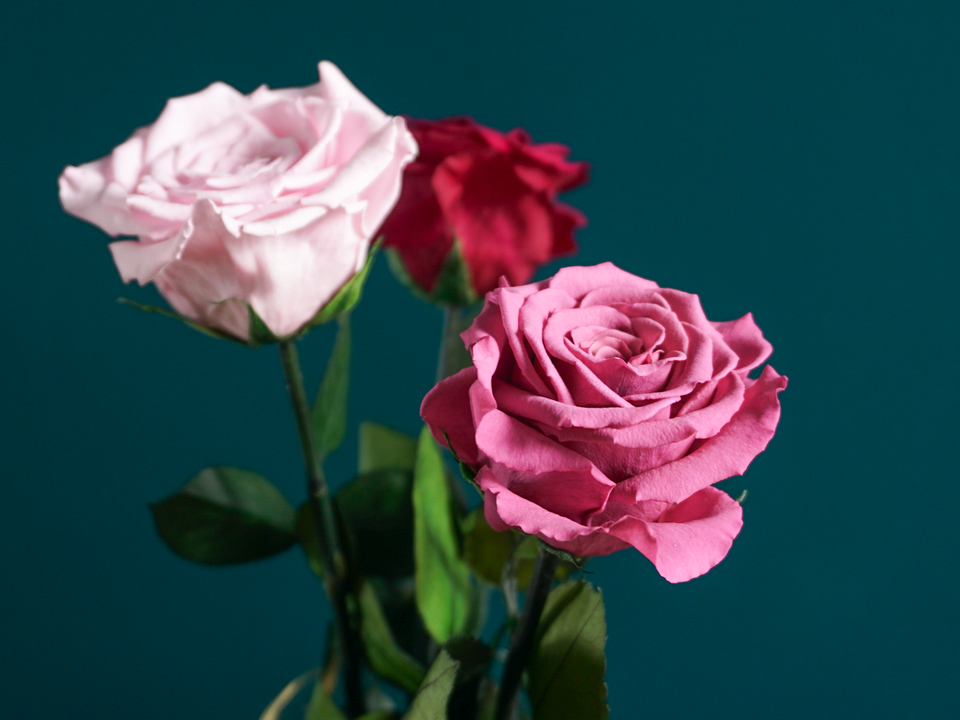 Roze | 01 | last forever |