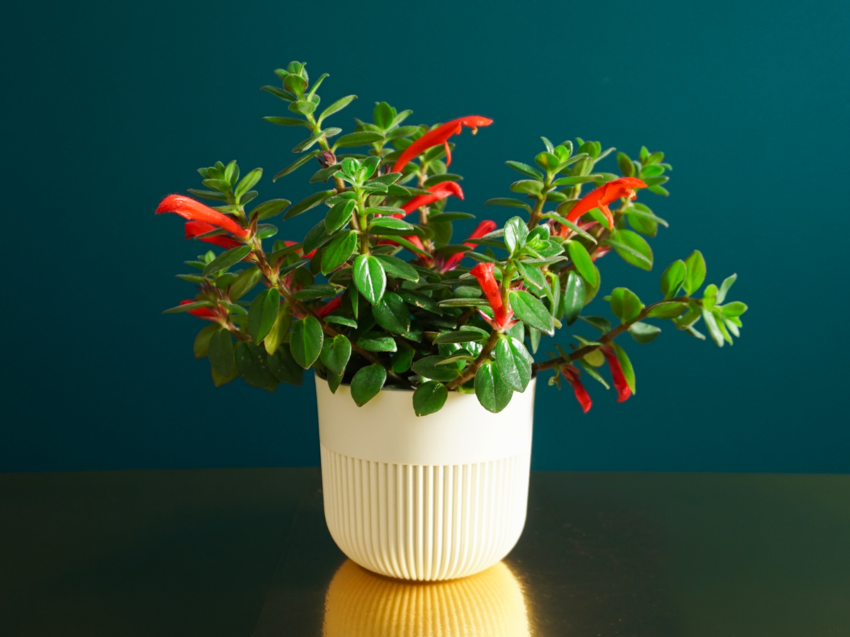 Kolumneja | Columnea Krakatau |