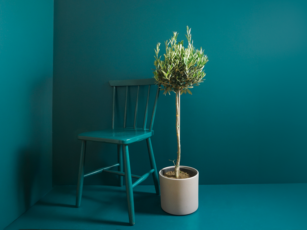 Olive tree Olea europaea