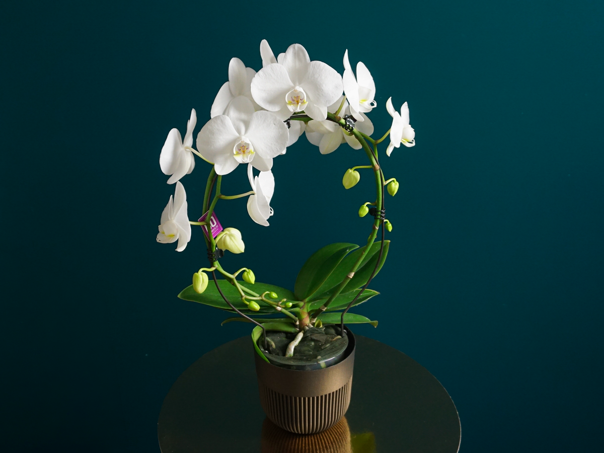Orhideja | Phalaenopsis |