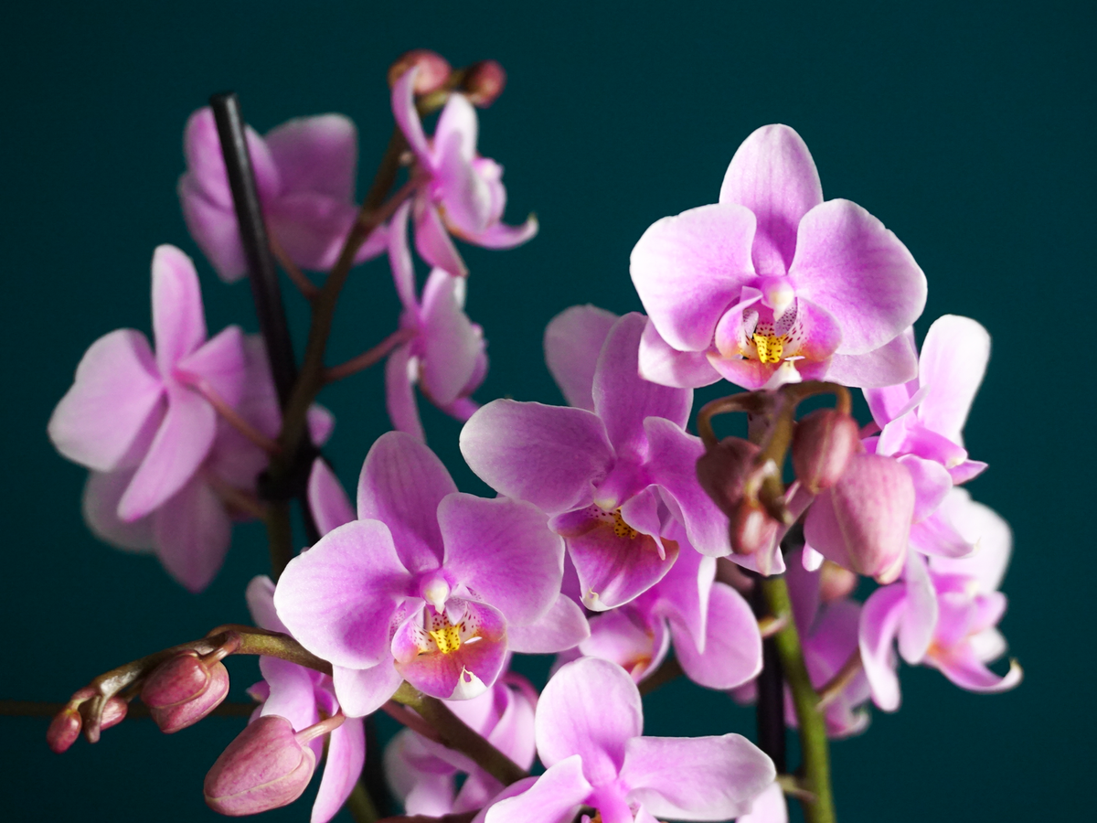 Orhideja | Phalaenopsis multiflora |