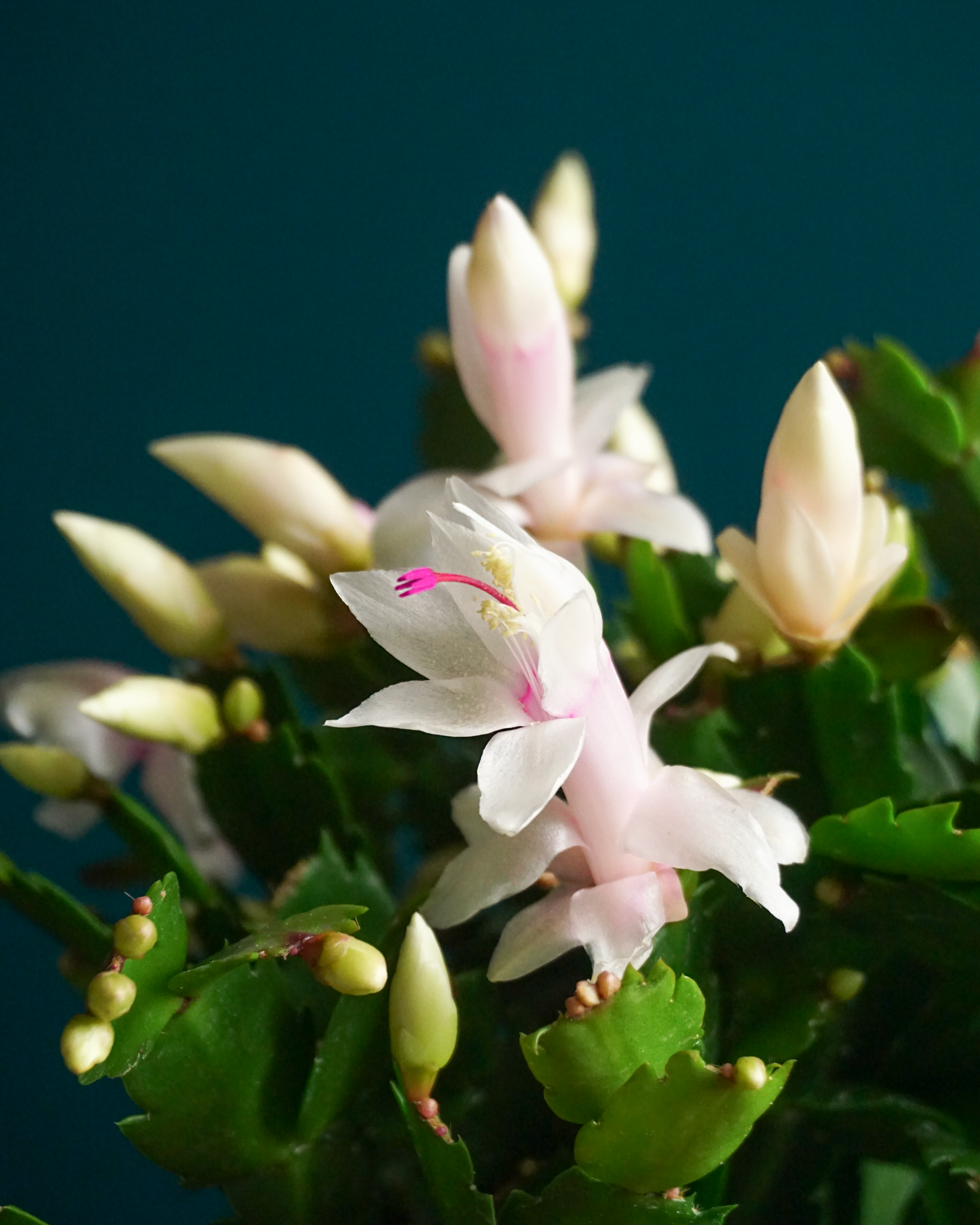 Ziemassvētku kaktuss | Schlumbergera |
