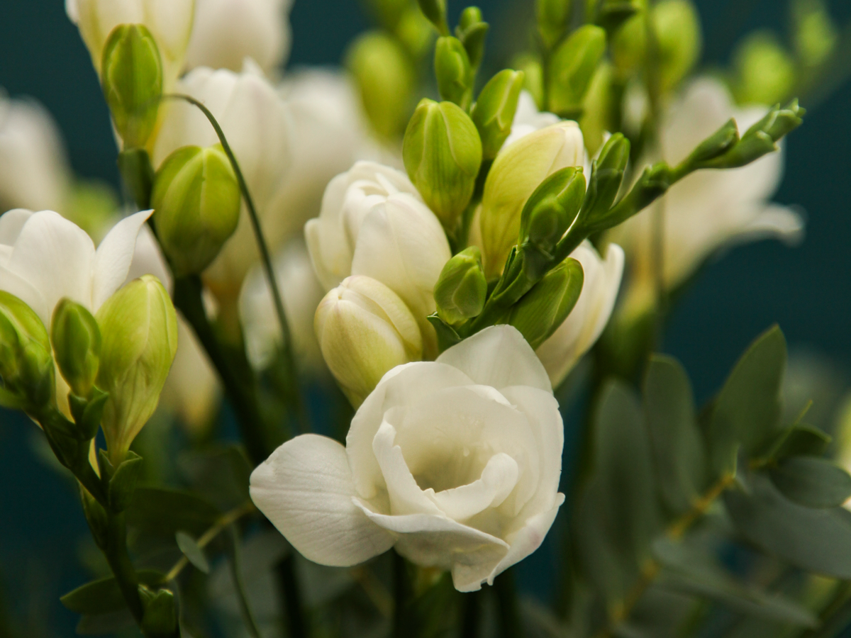 Freesia Freesia